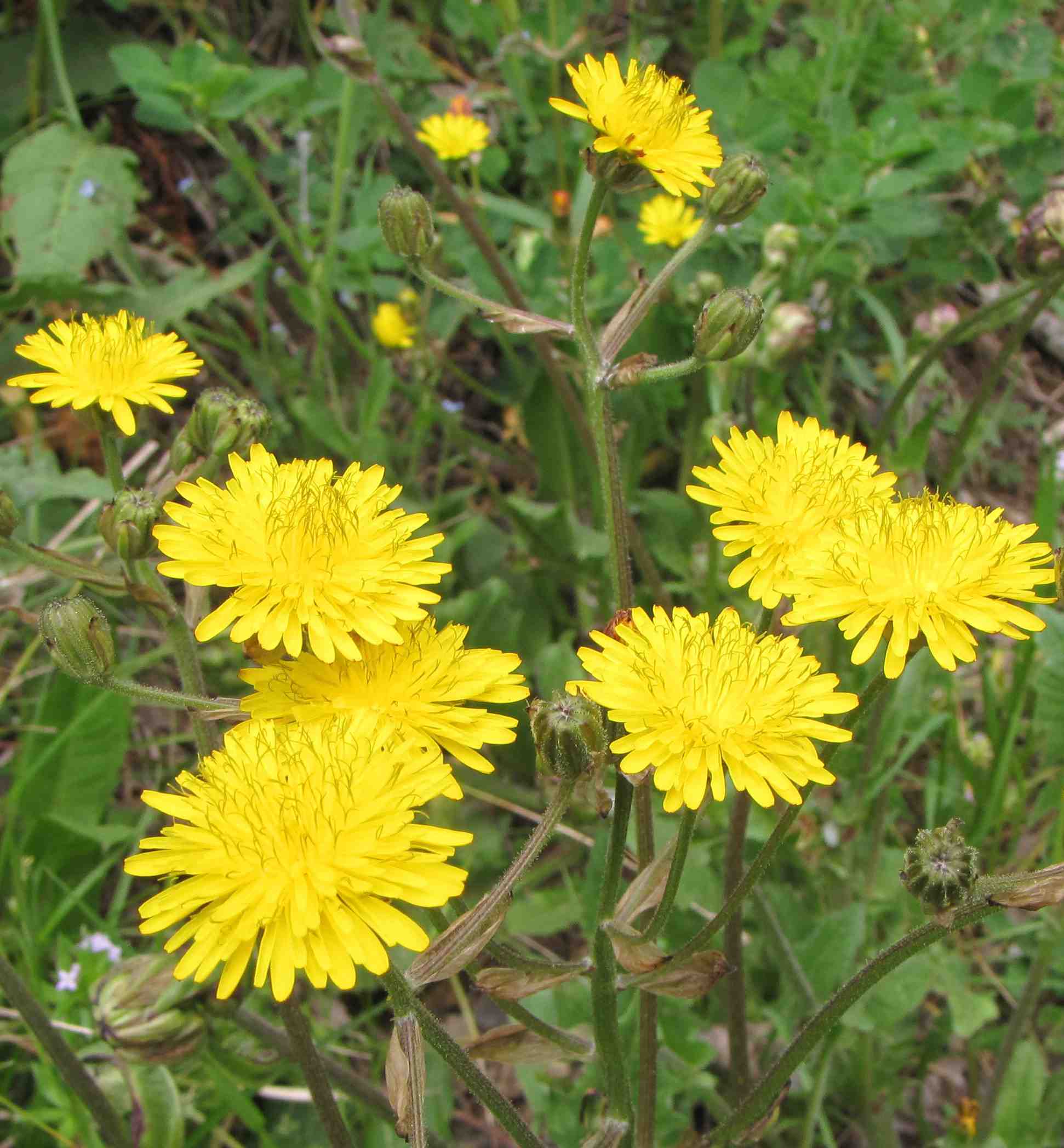 Crepis vesicaria